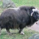 Muskusos